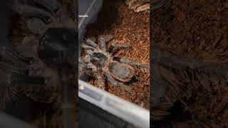 Fernando the Tliltocatl Vagans ♥️ inverts invertebrates spider spiderspecies insects tarantula [upl. by Normand]