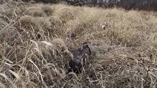 Pheasant Hunting wStephy amp Patty2425 seasonDay 2 [upl. by Nimzzaj109]