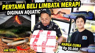 UNBOXING LIMBATA GUNUNG MERAPI PERTAMA KALI BELI DI GINAN AQUATIC [upl. by Annoeik377]