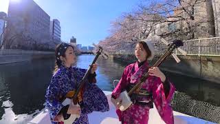 Shamisen Under The Cherry Blossoms Sakura Original Version  KiampKi 輝amp輝 津軽三味線 4K [upl. by Wolsky28]