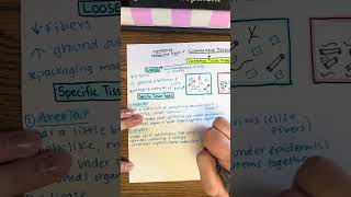 Connective Tissue Proper Drawing Template  BIOL 212 [upl. by Huesman323]