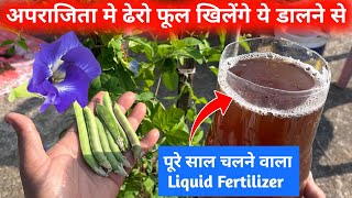 अपराजिता मे इतने फूल आएंगे तोड़ते थक जाओगे बस ये Fertilizer दाल दो पौधे मे  साल चलने वाला Fertilizer [upl. by Anayaran]