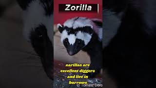 Zorilla Facts The Clever and Cunning African Skunk [upl. by Petronia294]