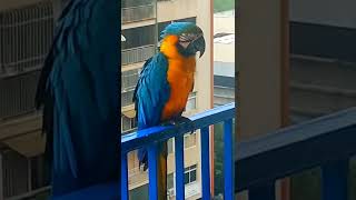 Sleeping Macaw amp Hungry Macaw shorts parrot [upl. by Notyad]