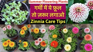 गर्मी का सबसे Special पोधा Zinnia From Seeds With Update  Zinnia Plant Care Tips  Rainy Flowers [upl. by Narahs93]