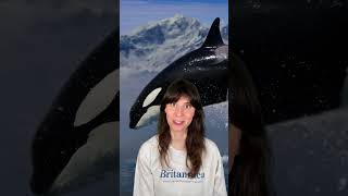 ORCAS  Encyclopaedia Britannica [upl. by Wivinia]