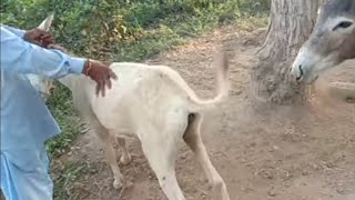 donkeys in ground amazing video [upl. by Demha]