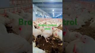 Broiler control shed chickenpoultry [upl. by Tocs]