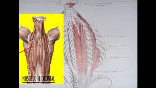 Músculos de los canales vertebrales [upl. by Arymat]