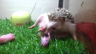 Hedgehog giving birth [upl. by Crocker]