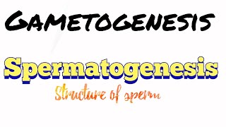 Spermatogenesis  Gametogenesis Bsc zoology 6th sem unit 5  Structure of sperm [upl. by Atires]