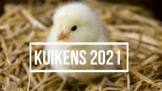 Welkom kuikens van 2021 [upl. by Dedra]