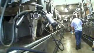 DeLaval  Germania Milking Parlor [upl. by Picardi]