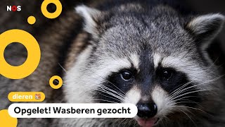 Elf wasberen ontsnappen uit dierentuin in Leeuwarden [upl. by Karrie59]