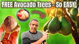 How To Grow An Avocado Tree From Seed  EASY AND FAST [upl. by Arrat]