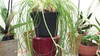 Albuca spAugrabies Hillsнеобычное растение [upl. by Amalee]