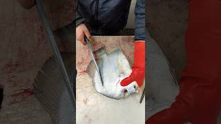 Unique Aesthetic Popular Big Tilapia Fish Cutting Skills In Expert Cutter 😱😱 shorts [upl. by Gonzales]