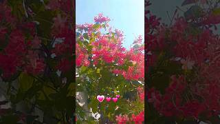 Tujh bin 💕newsong nature flowers love song youtubeshorts subscribemychannel music trending [upl. by Joh528]