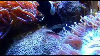 Saddleback Clownfish Laying Eggs [upl. by Rudolph]