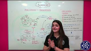 12 Metabolismo Megaresumen de la Fotosíntesis anabolismo [upl. by Horacio]