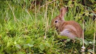 European Rabbit or Common Rabbit Oryctolagus cuniculus  Wildkaninchen 4 [upl. by Gearalt]