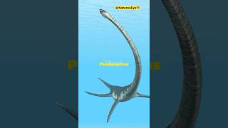 Meet the Plesiosaurus The RealLife Sea Monster  prehistoric sea animals  shorts facts [upl. by Areivax]