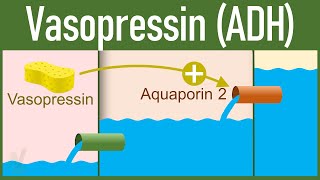 Vasopressin Release and Mechanism of action  Antidiuretic Hormone [upl. by Stead]