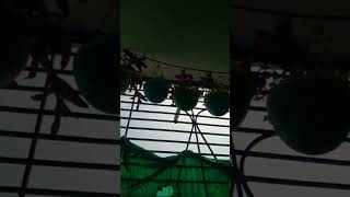 Balcony garden ideasgardening youtubeshorts ytshorts viralshorts [upl. by Eiralam743]