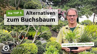 TOP 5 – Die besten Buchsbaumalternativen Ilex crenata Taxus  gardify tipps [upl. by Ahsyekal]