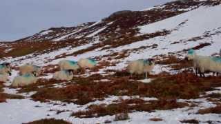 Winter View Sheep Scottish Highlands Of Scotland [upl. by Dlanigger551]