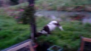 Meg my English springer spaniel going mad in the garden [upl. by Keisling245]