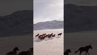 Wild horses in winter [upl. by Mears]