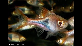 血紅三角燈魚Rasbora heteromorphaTrigonostigma heteromorpha [upl. by Orianna652]