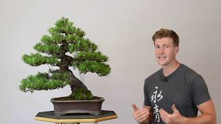 How to Refine Japanese Black Pine  BonsaiU [upl. by Yme917]