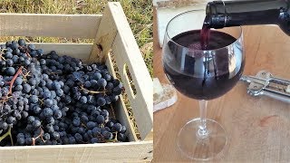 Homemade Italian Wine  How to make wine at home from grapes without yeast and sugar [upl. by Hillery]