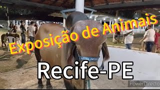 Exposição de Animais do Cordeiro RecifePE 2024 Parte 1 [upl. by Ardni634]