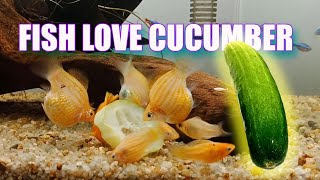 HOW to FEED CUCUMBER to molly fish [upl. by Elburr]