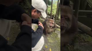 Bador 🐒🙊😂😂😂 bador funny comedy vairalvideo [upl. by Felicidad]