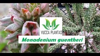 LINDO MONADENIUM GUENTHERI [upl. by Cooperman886]