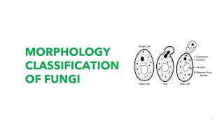 Medical Mycology Morphological Classification of Fungi [upl. by Zollie]