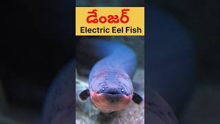 Electricity From Eel FishMaheshelectricks [upl. by Vez]