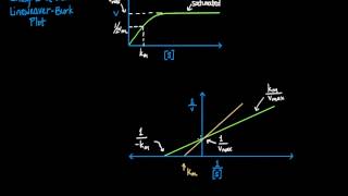 LineweaverBurk Plot [upl. by Dianna329]