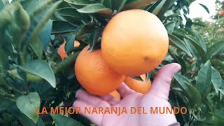 LA MEJOR NARANJA DEL MUNDO No encontrarás nada igual es la naranja elevada a la máxima potencia [upl. by Pape782]