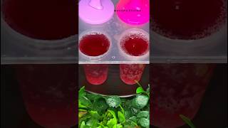 How to make cherry popsicle drink icecream homemade shorts Itsmuntahakhanam [upl. by Herbert]