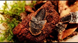 Platerodrilus sp  TRILOBITE BEETLE  TRILOBITKÄFER [upl. by Corin99]