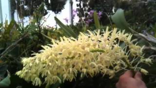 OrchidWeb  Dendrobium speciosum [upl. by Bensen]