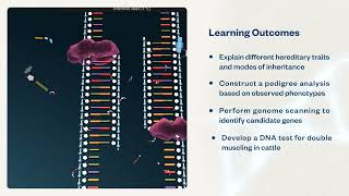 Animal Genetics  Virtual Lab [upl. by Maisel778]