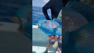 parrotfish colorfullfish ocean fishing polarblueparrotfish saltwaterfishing bloodparrotfish [upl. by Natek]