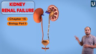 Kidney Renal Failure in Urdu  Hindi  12th Class Biology  Chapter 15  Ucademy [upl. by Maillw976]