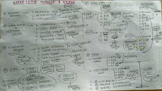 All Upper Limb Muscles and Nerve Supply  2  TCML Anatomy [upl. by Conan]